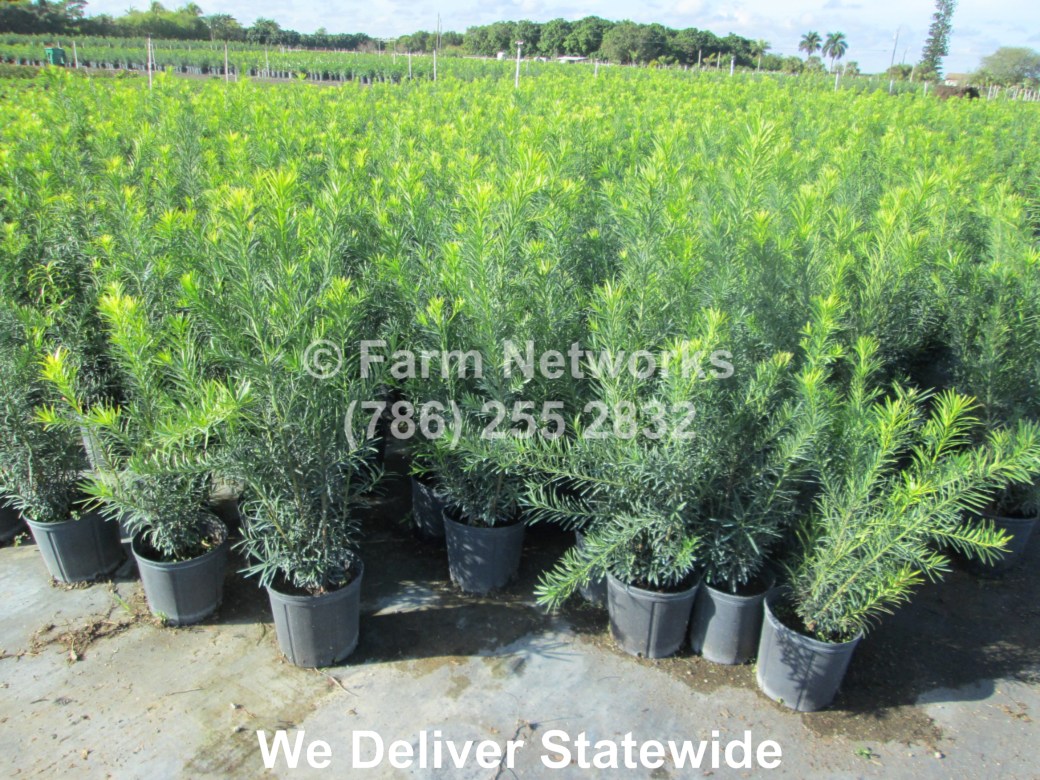 3-Gallon-Podocarpus