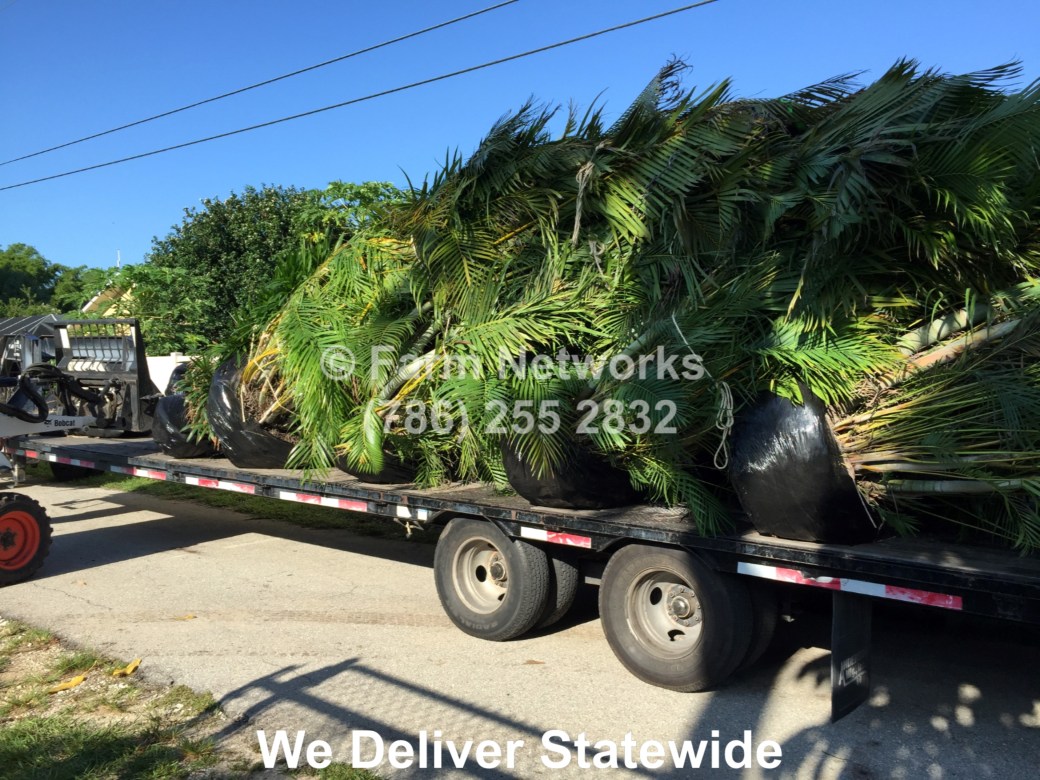 30-Gallon Areca Palm-Broward