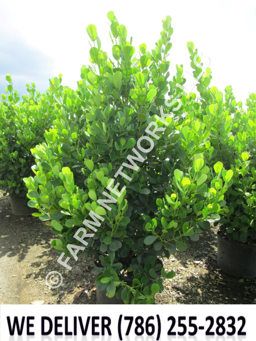 30 Gallon Clusia for Sale