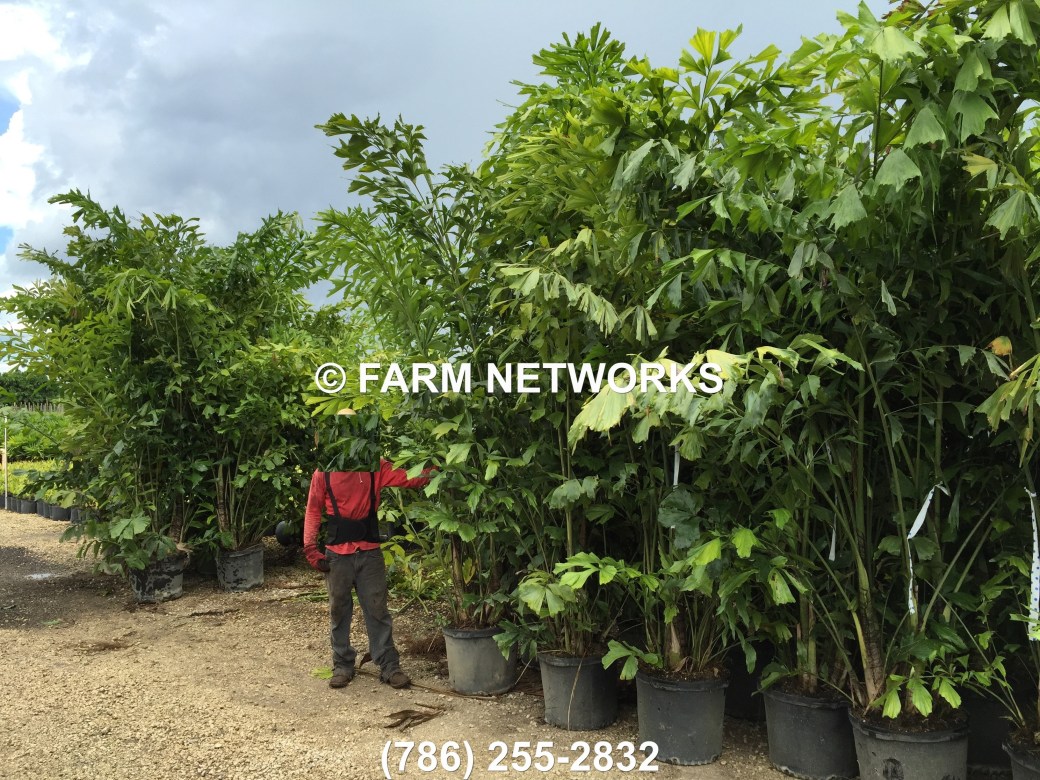 Fishtail Palm Trees for Sale