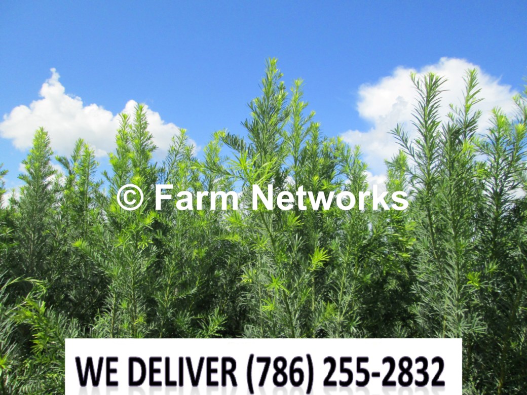 30 Gallon-Podocarpus Broward