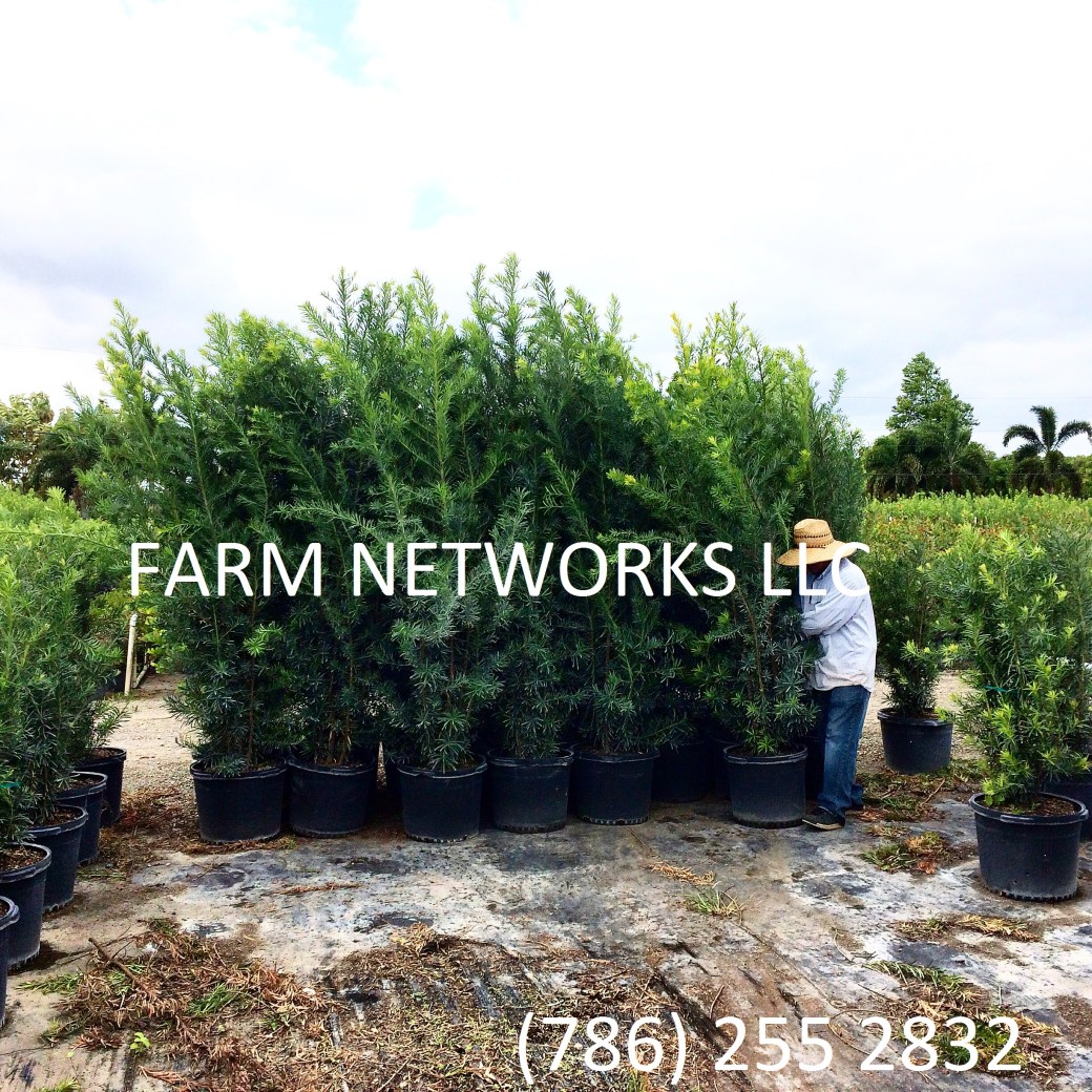 30-Gallon-Podocarpus-Broward