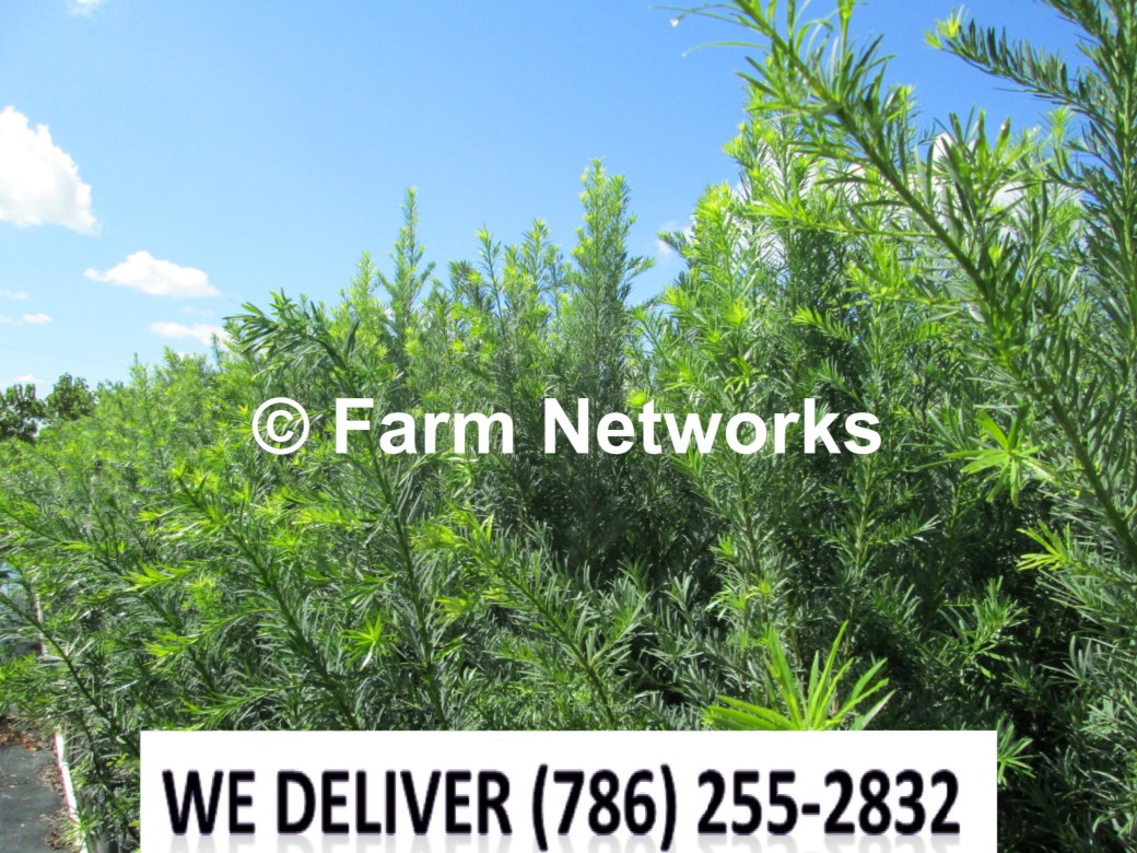 30 Gallon-Podocarpus for Sale