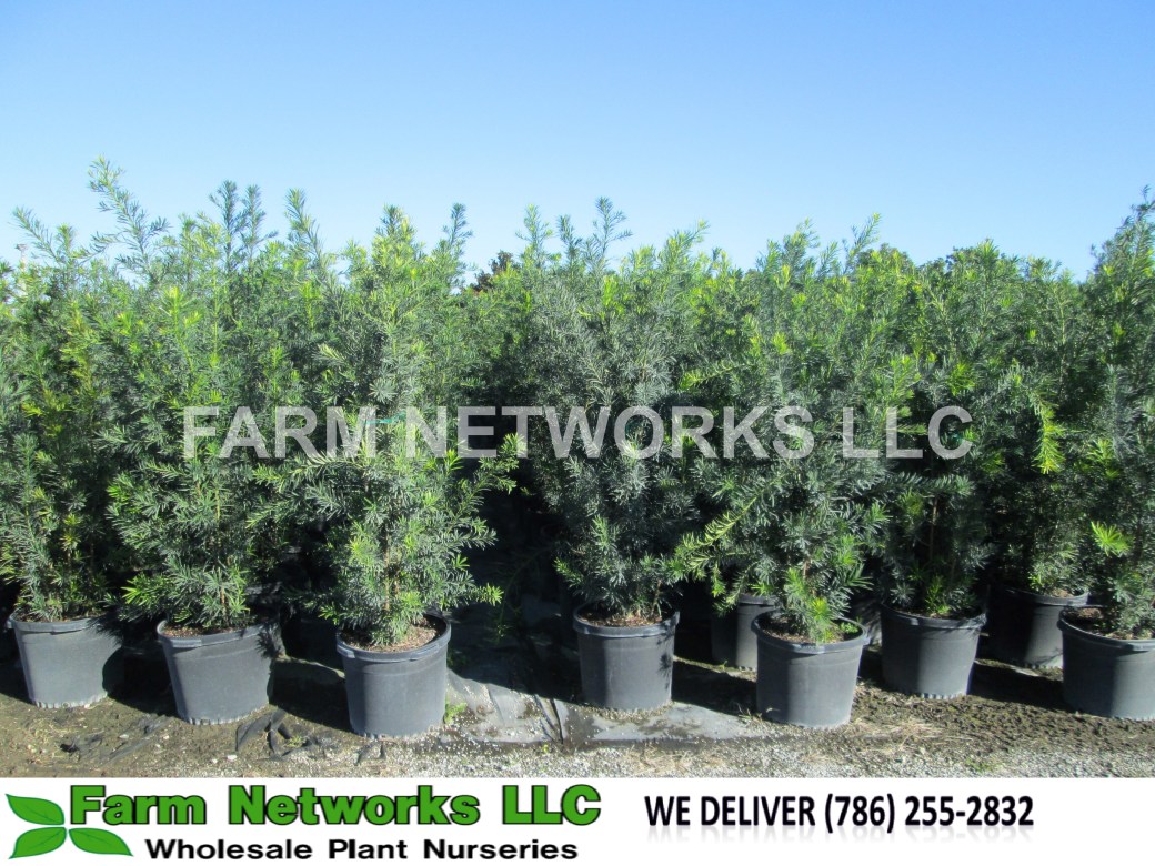 30-Gallon-Podocarpus-Palm-Beach