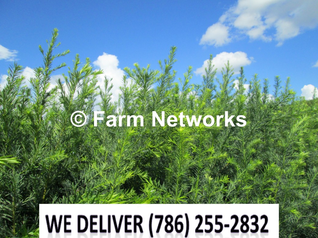 30 Gallon-Podocarpus