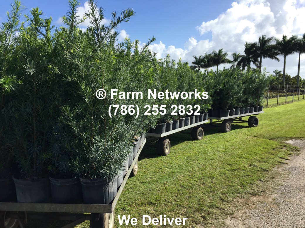 30-Gallon-Podocarpus