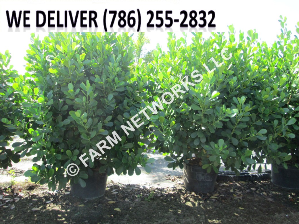 45 Gallon-Clusia for Sale