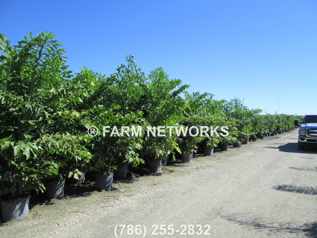 45-Gallon-Fishtail-Palm