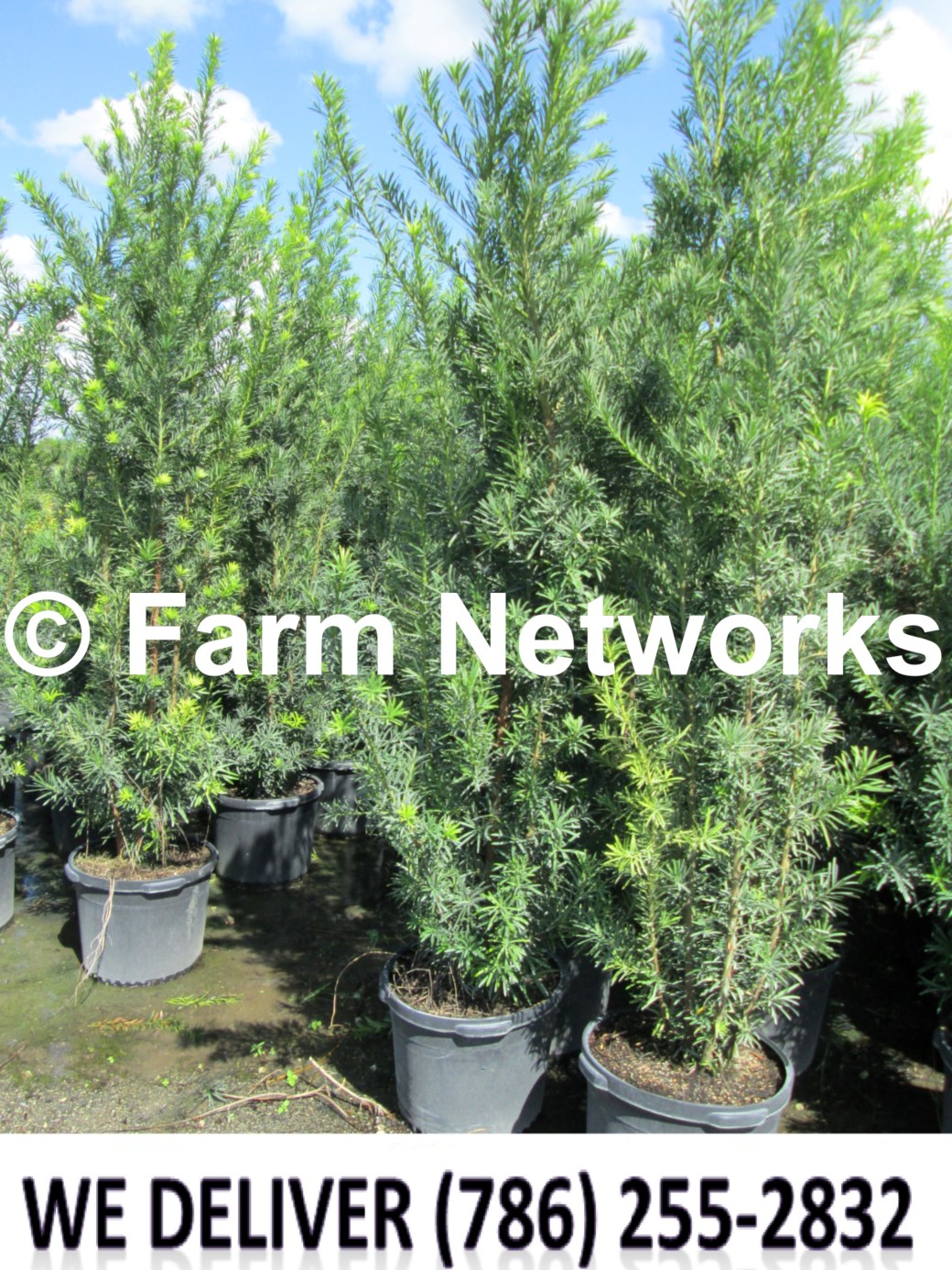 45 Gallon-Podocarpus Broward