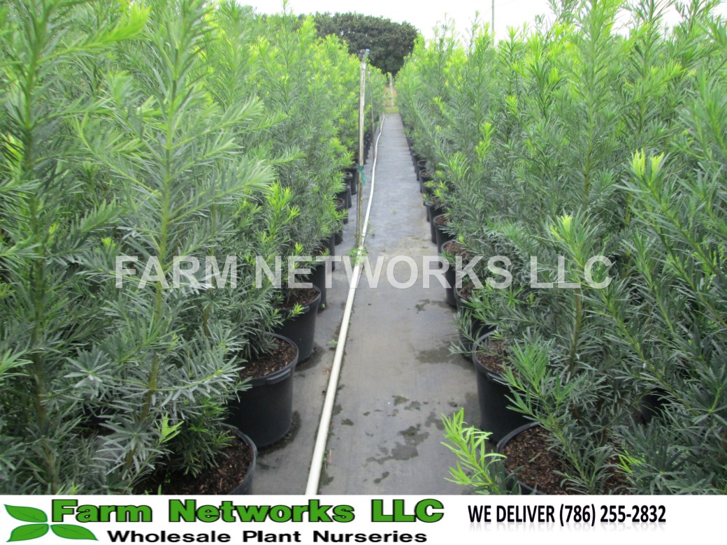 45-Gallon-Podocarpus-Broward
