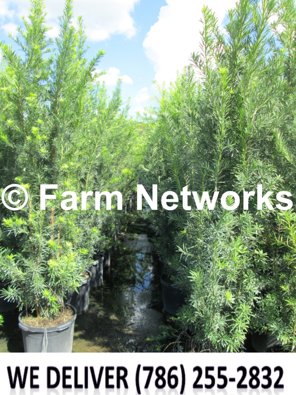 45 Gallon-Podocarpus Palm Beach