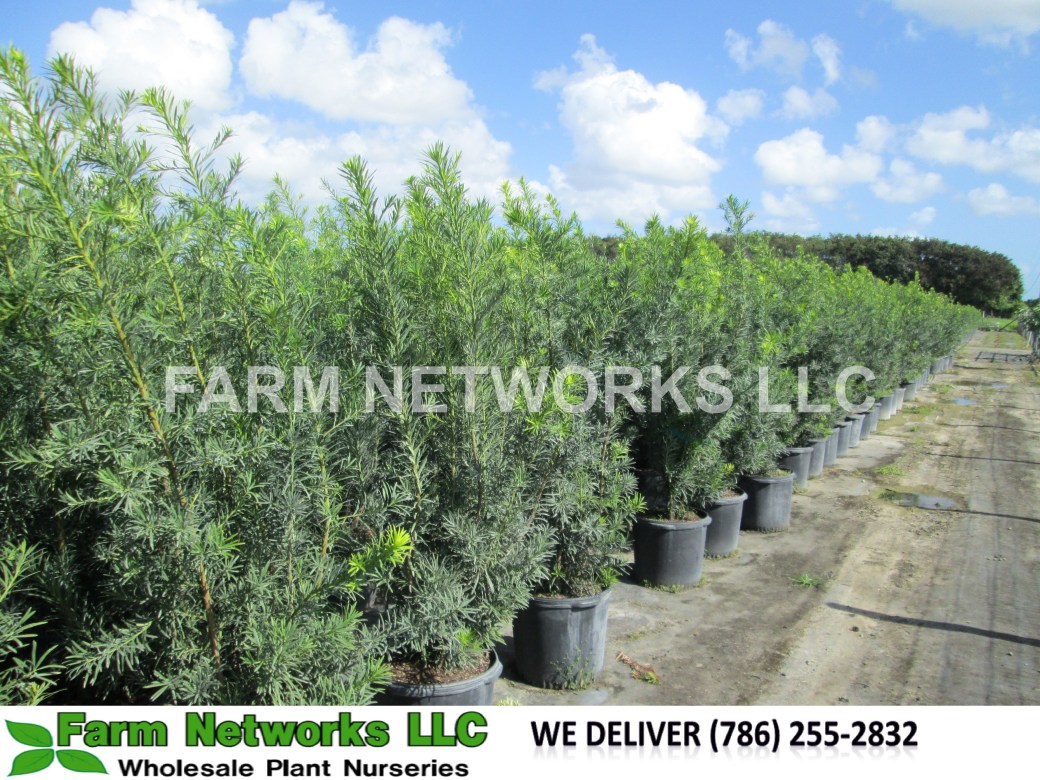 45-Gallon-Podocarpus-Palm-Beach