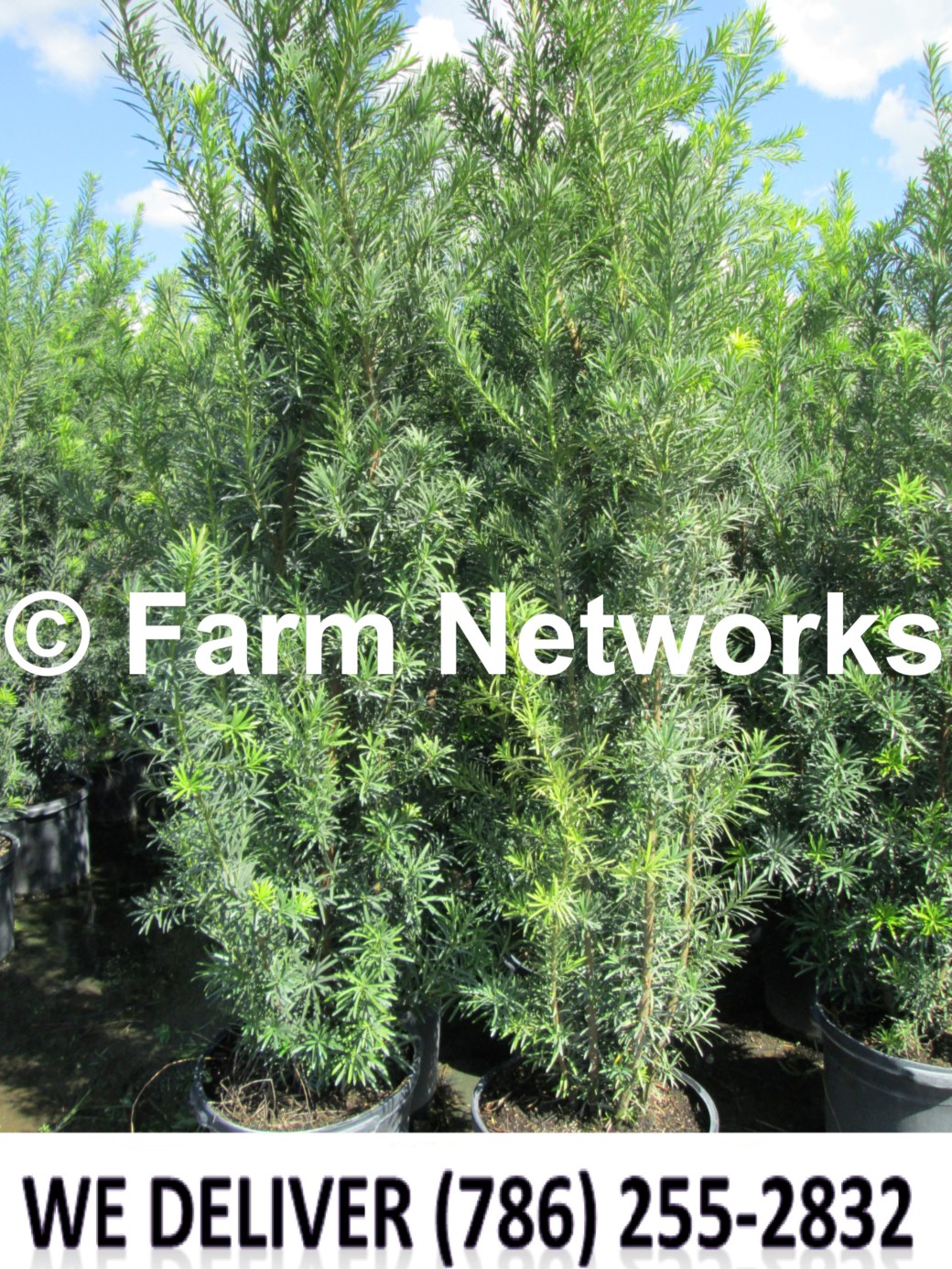 45 Gallon-Podocarpus