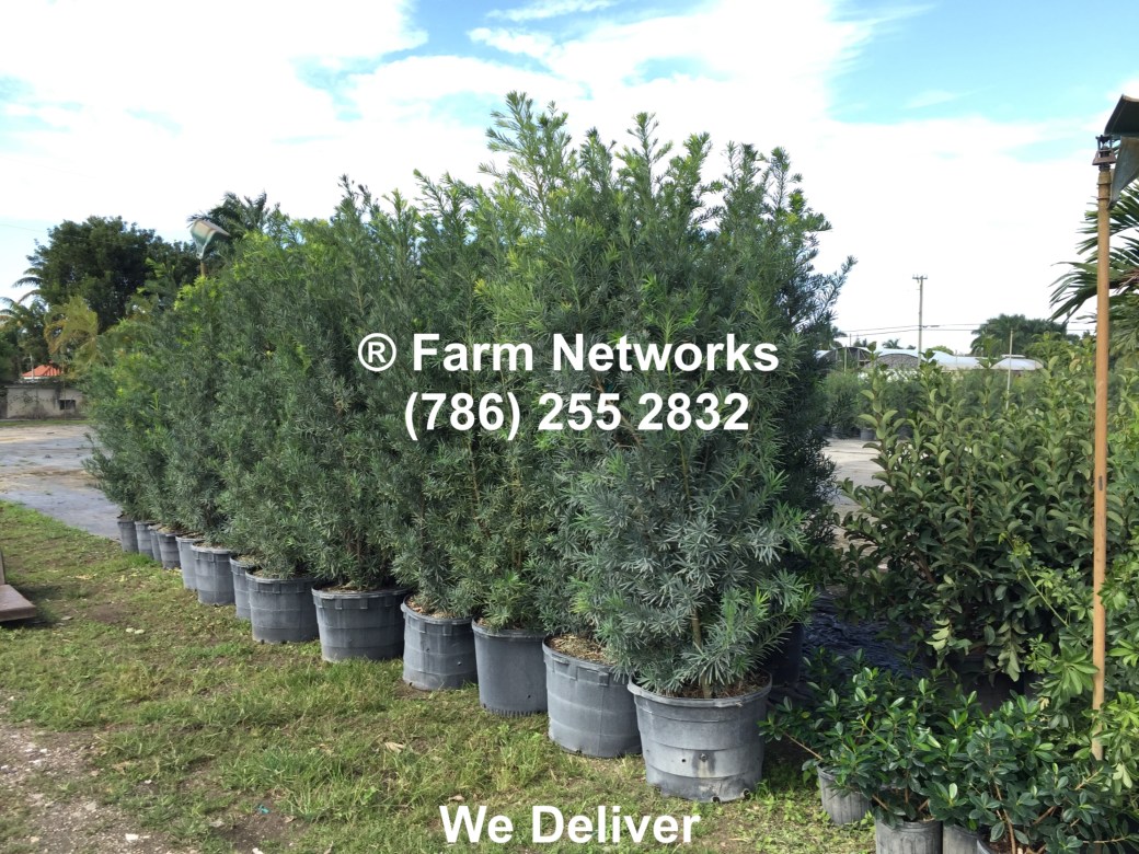 45-Gallon-Podocarpus