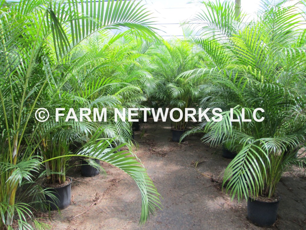 Areca Palm