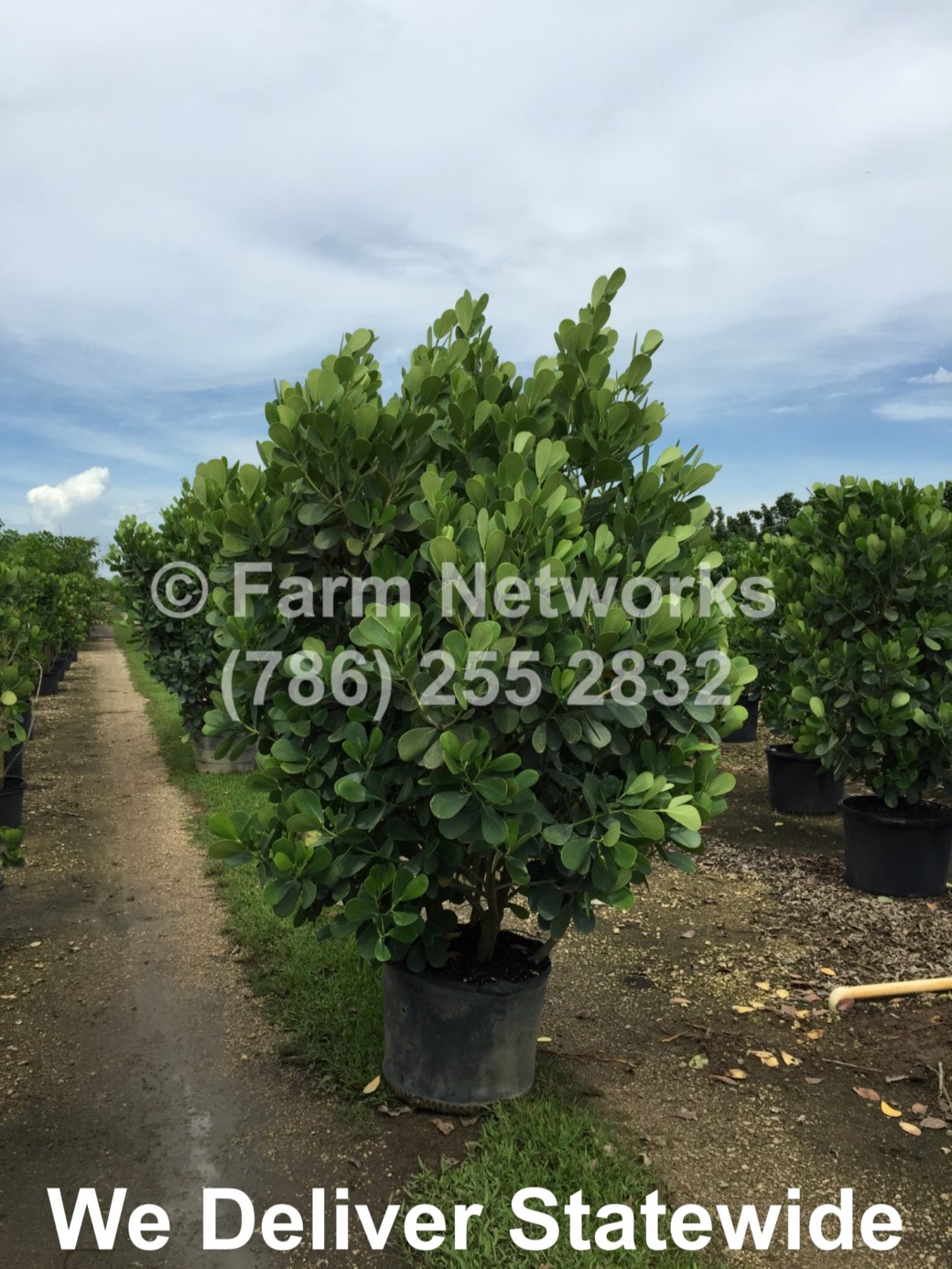 5 Gallon Clusia for Sale