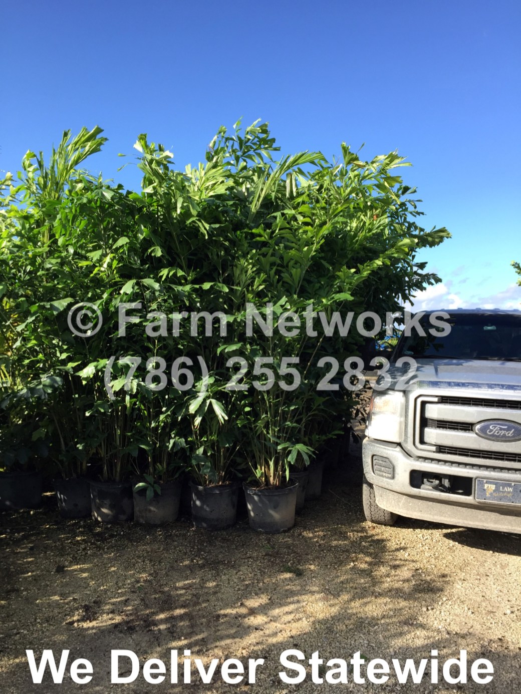 5-Gallon-Fishtail-Palm