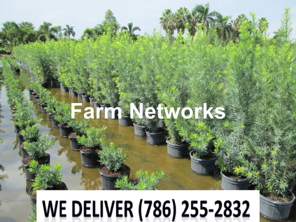 5 Gallon-Podocarpus Broward