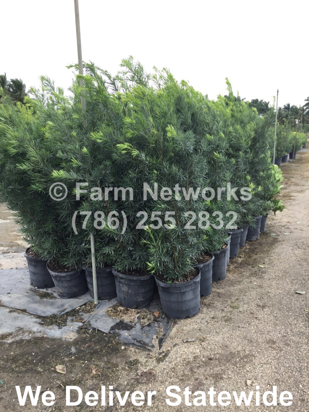 5-Gallon-Podocarpus