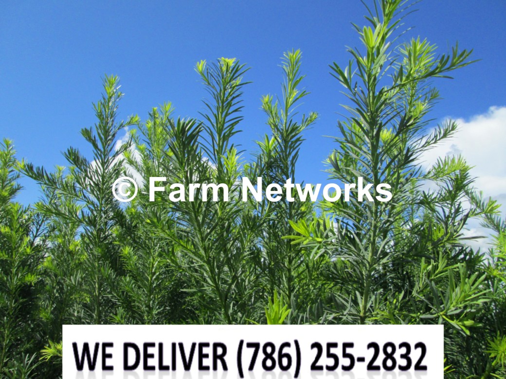 65 Gallon-Podocarpus for Sale