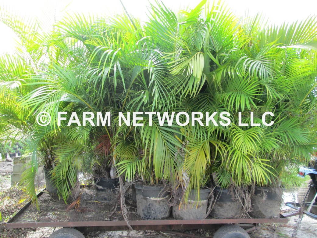 7-Gallon Areca Palm-Broward