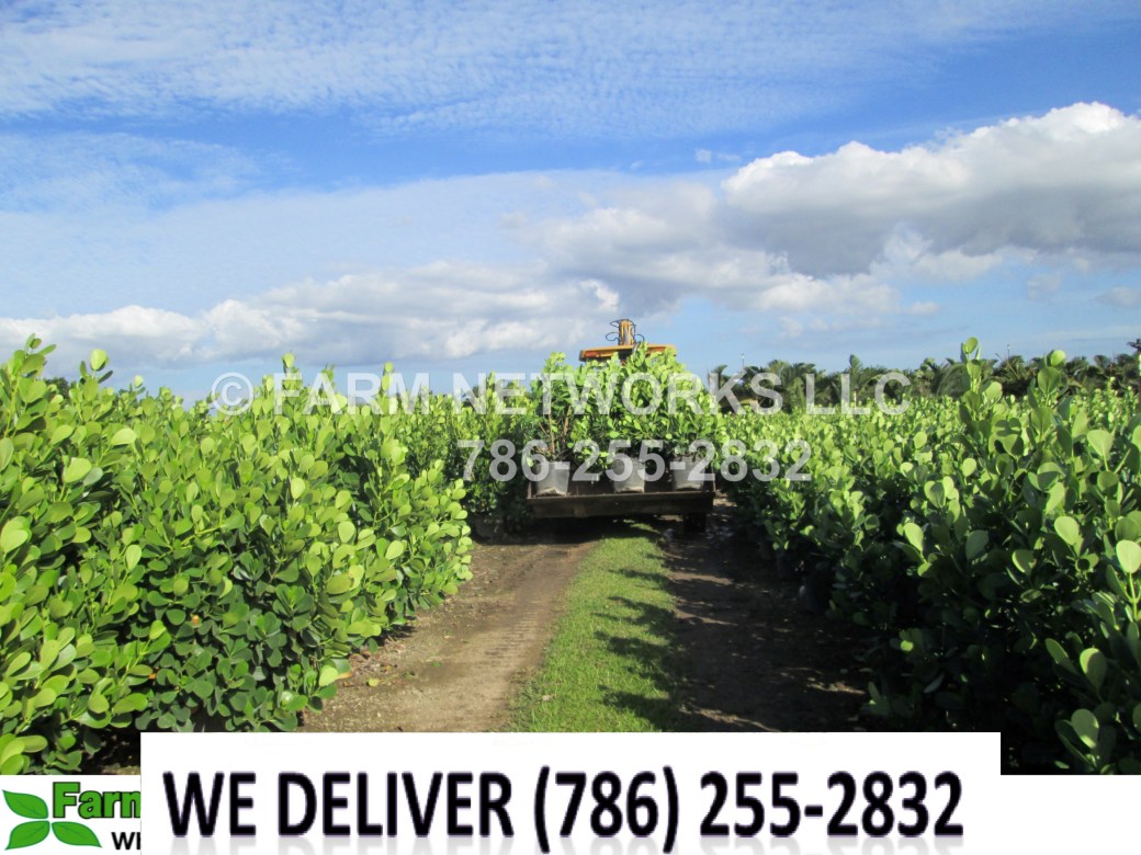 7-Gallon-Clusia-Palm-Beach