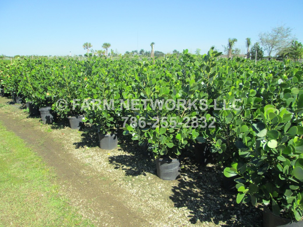 7 Gallon Clusia West Palm Beach