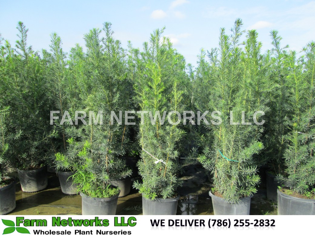 7-Gallon-Podocarpus-Broward