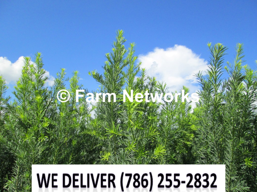 7 Gallon-Podocarpus for Sale