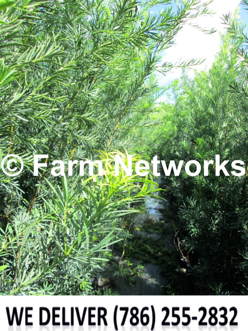 7 Gallon-Podocarpus Miami