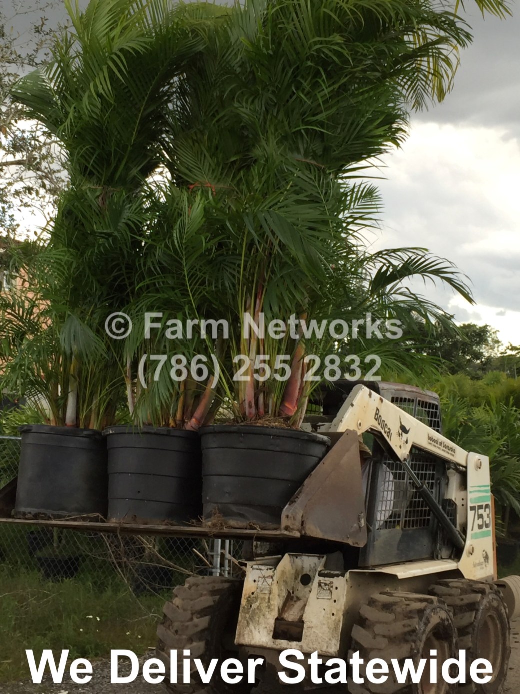 Areca Palm-Broward