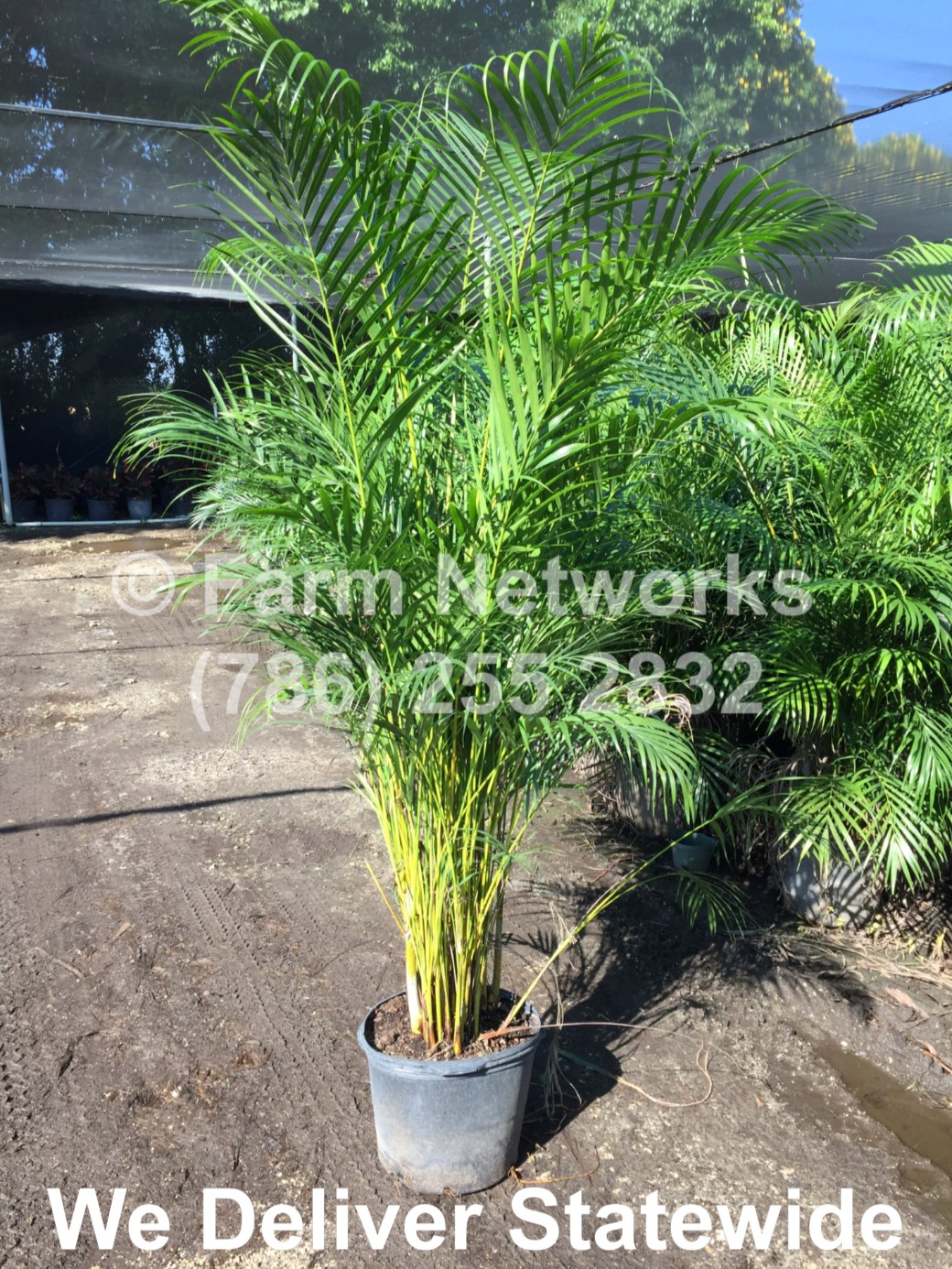 Areca Palm-Coral Springs