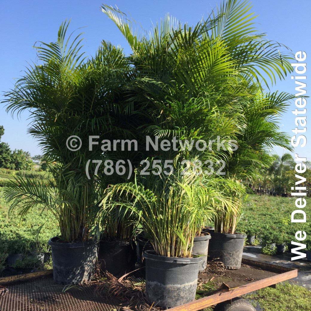 Areca Palm-Parkland, FL