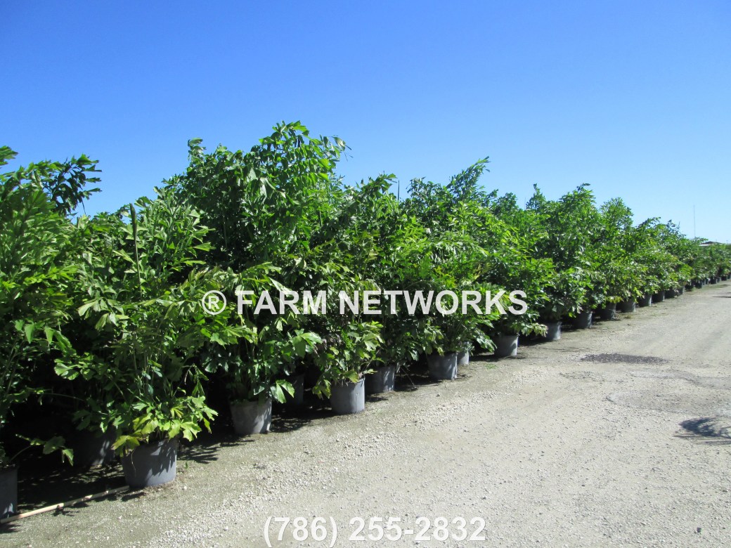 Boynton Beach-Fishtail-Palm