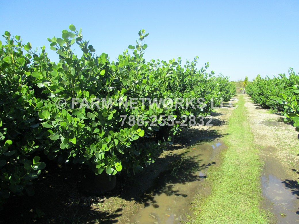 Clusia-Miami Nursery