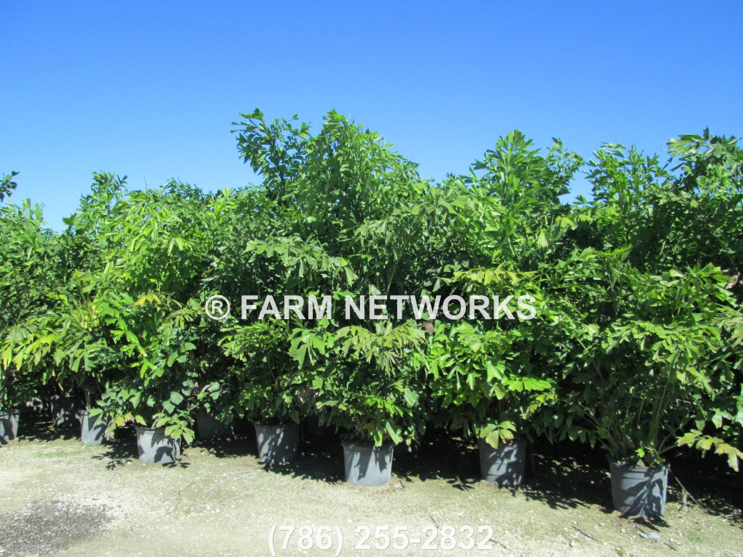Delray Beach-Fishtail-Palm