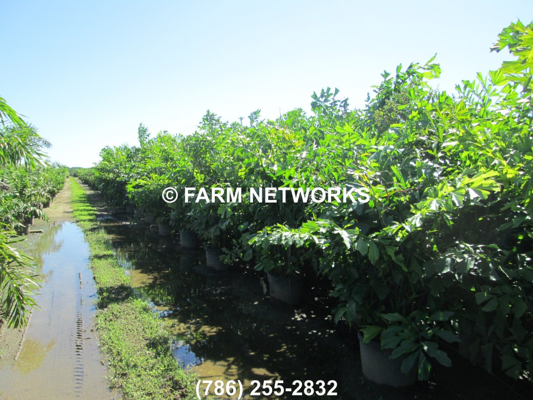 Field-Grown-Fishtail-Palm