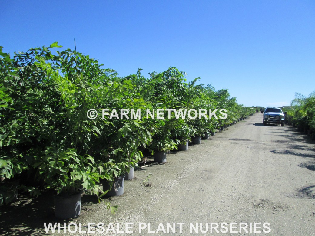 Fishtail, Palm Tree Nursery