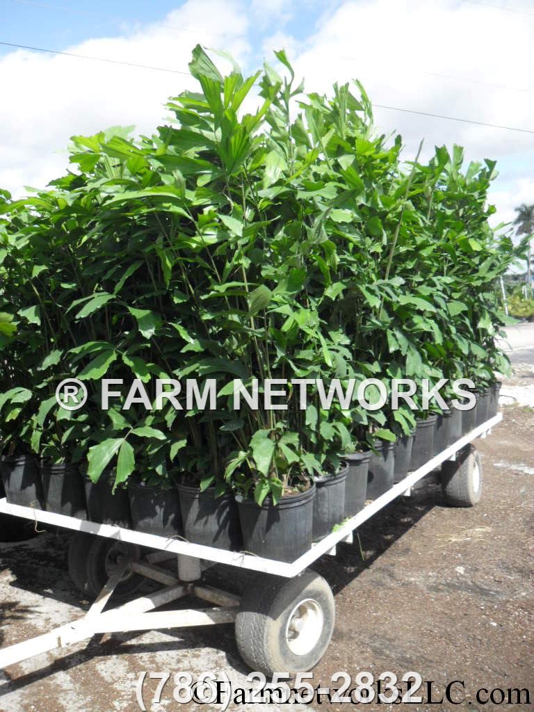 Florida-Fishtail-Palm