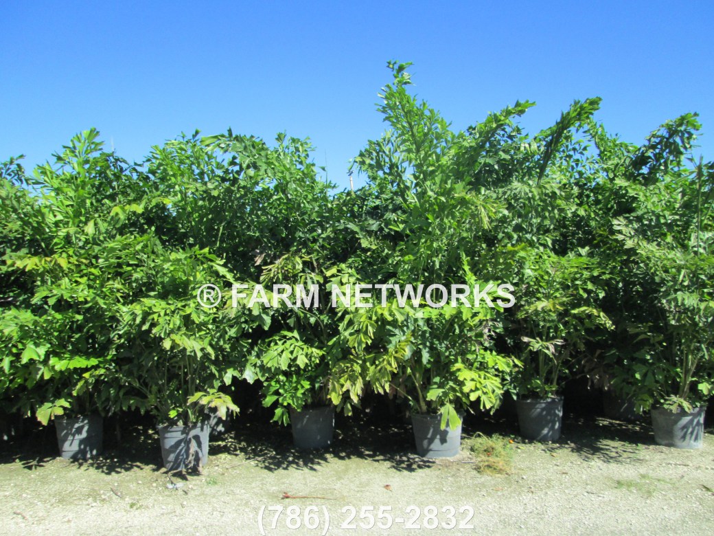South Florida Fishtail Palm Trees