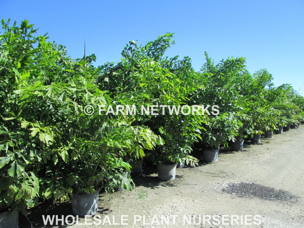 Jupiter-Fishtail-Palm