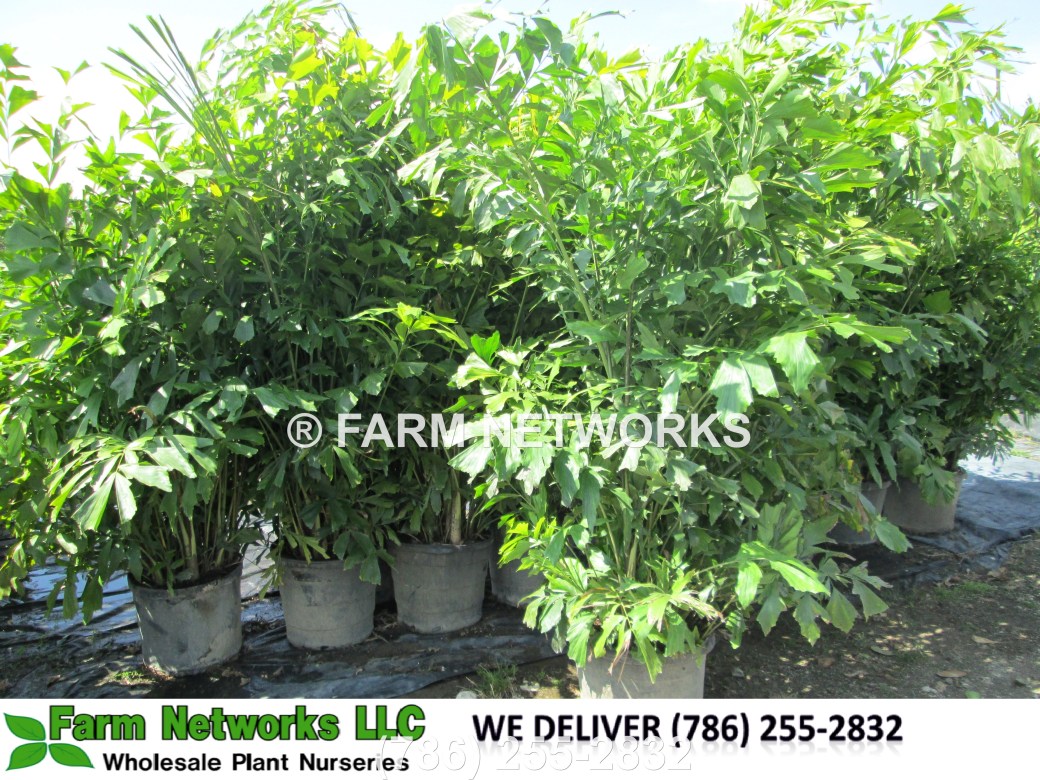 Fishtail Palm for Sale