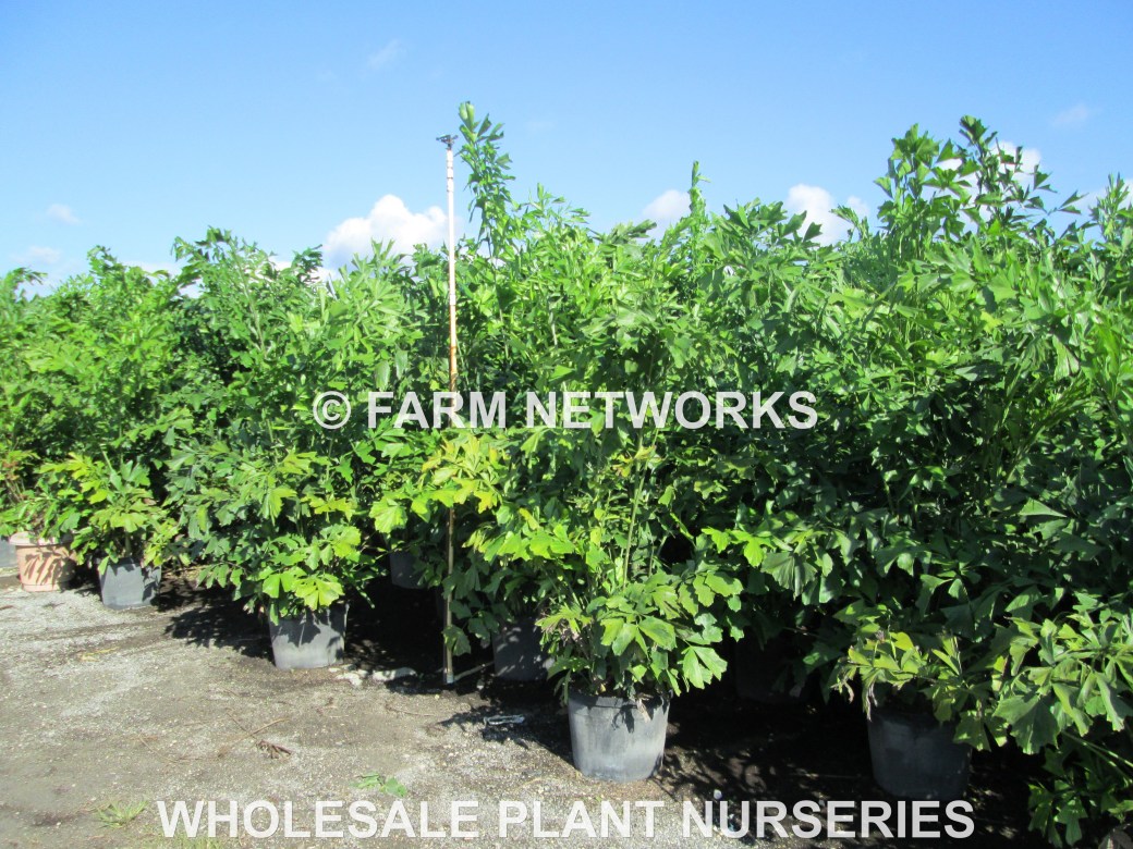 Naples-Fishtail-Palm