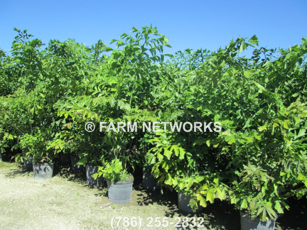 Naples, FL-Fishtail-Palm