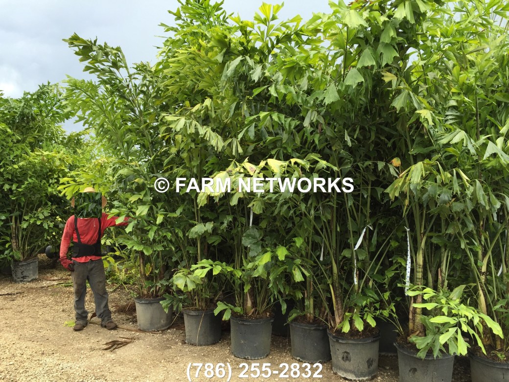 North-Miami-Fishtail-Palm