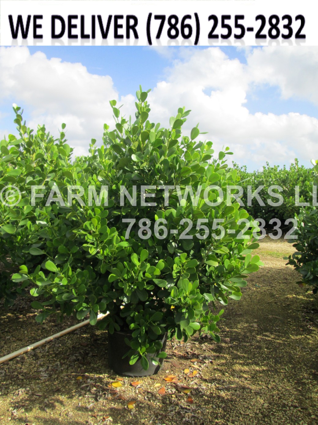 Palm-Beach Hedge Plants