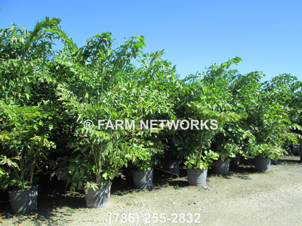 Parkland-Fishtail-Palm