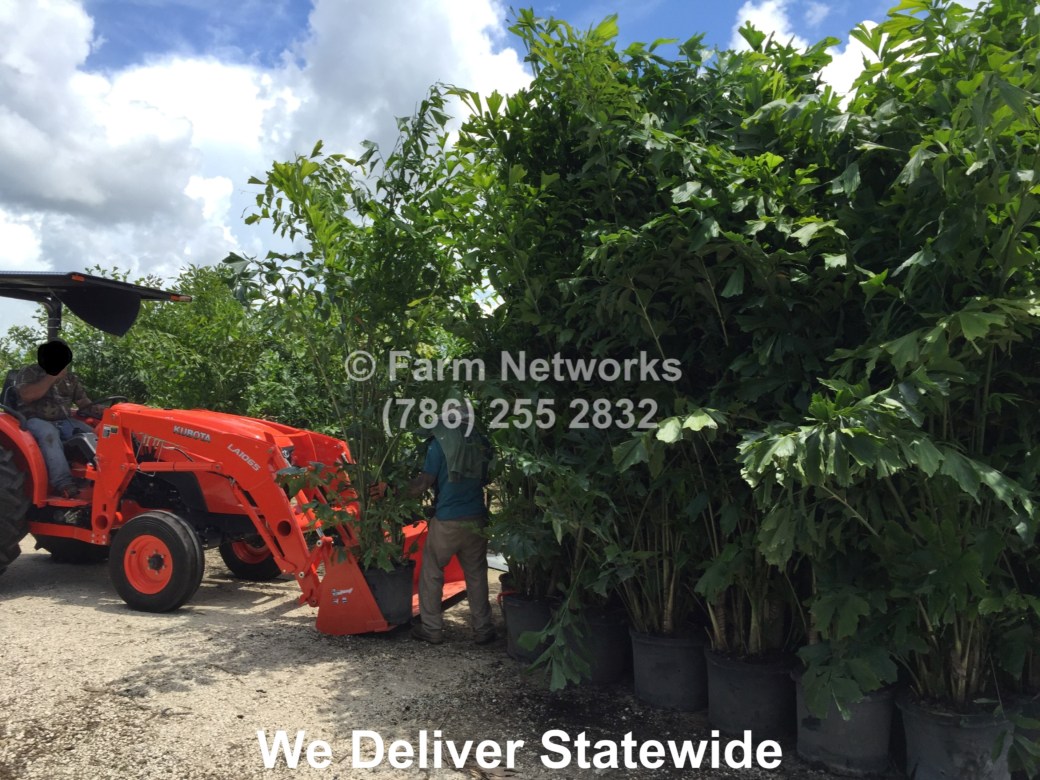 South Florida Farm &amp; Garden-Fishtail Palm