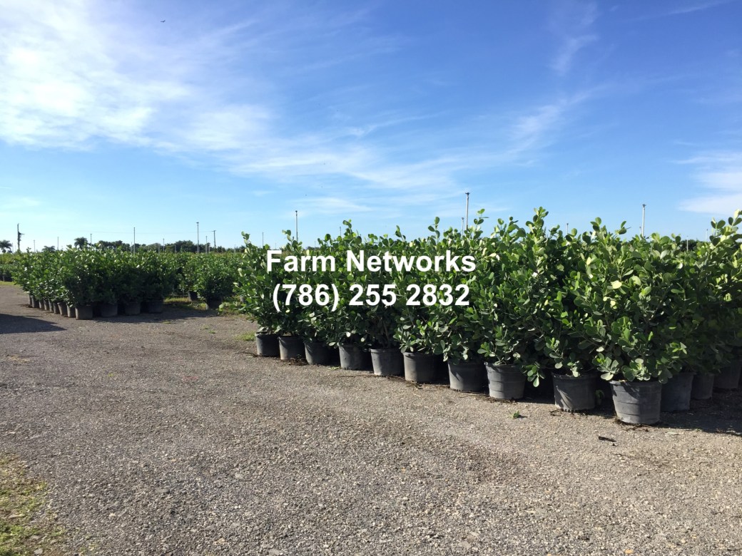 South Florida Farm &amp; Garden-Nursery