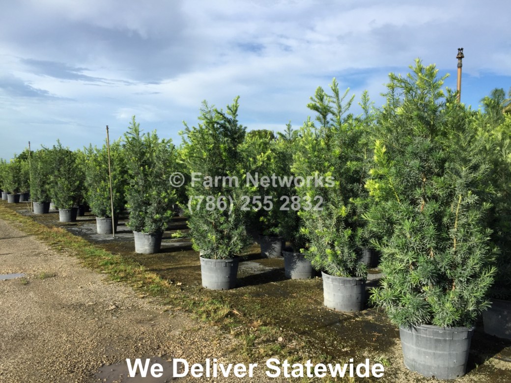 South Florida Farm &amp; Garden-Podocarpus